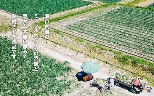 【新玉ねぎ】淡路島たまねぎ(5キロ)【発送時期：2026年5月頃】　玉ねぎ 産地直送