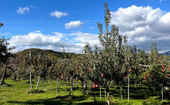 【2026年 11月～ 発送】りんご 先行予約 贈答用 葉とらず サンふじ 約 3kg フルーツ 果物