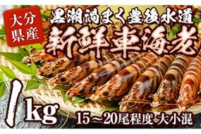 大分県産 新鮮車海老 (約1kg・15-20尾程度)直送 産直 漁師 魚 鮮魚 魚介 天然 車エビ 車海老 くるまえび 獲れたて 刺身 煮つけ フライ 塩焼き 冷蔵 大分県 佐伯市【DA02】【(有)丸直水産】