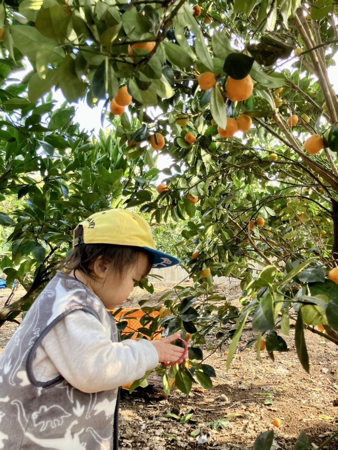 【2026年3月以降順次発送】数量限定！店主にお任せ 無添加 柑橘ジャム140g×3個  DB028