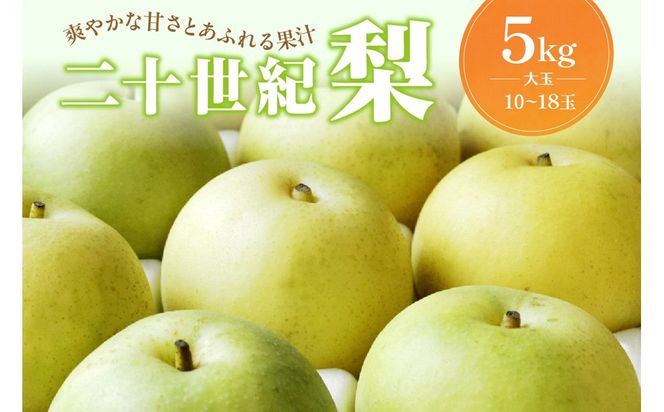 【先行予約／数量限定100】京丹後産 二十世紀梨 大玉 5kg（10～18玉入り）（2027年9月上旬～発送）　国産 ギフト お取り寄せ 5キロ ふるさと納税 梨 なし ふるさと納税 先行予約 期間限定 ふるさと納税 20世紀 送料無料　HF00016