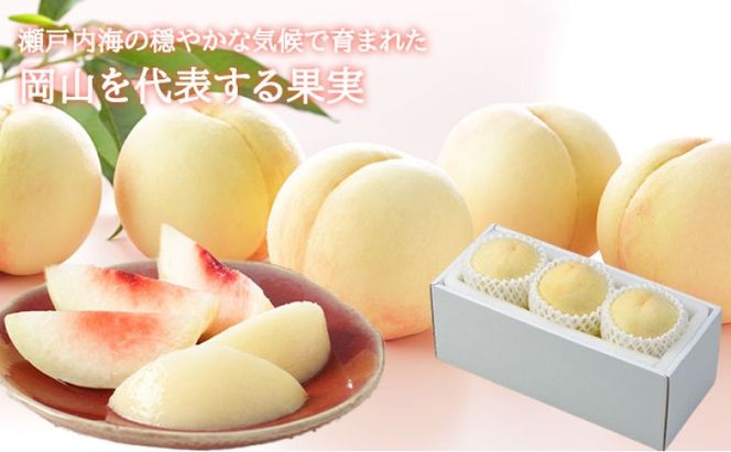 桃 2026年 先行予約 岡山 白桃 エース 3玉×200g（Lサイズ） 岡山県産 JAおかやまのもも  モモ 岡山県産 国産 フルーツ 果物 ギフト