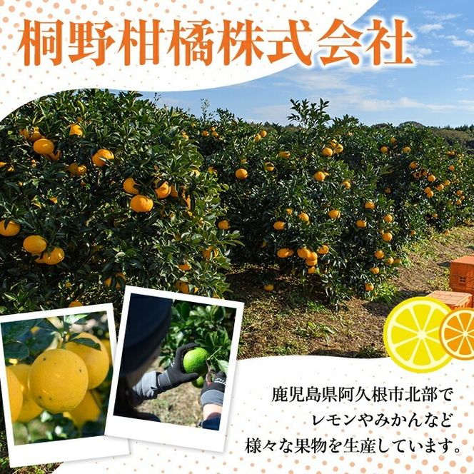 ＜先行予約受付中！2026年2月上旬以降順次発送予定＞訳あり 紅さわ香(約20kg) 国産 鹿児島県 阿久根市 果実 果物 フルーツ 柑橘 みかん ミカン 紅甘夏 期間限定 数量限定 【桐野柑橘株式会社】akn070-19