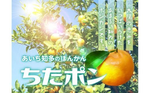ちたポン(ぽんかん)5kg|あいち知多のぽんかん 太田ぽんかん ポンカン フルーツ 果物 果実 かんきつ みかん ミカン 蜜柑 期間限定 数量限定 美浜町 愛知県 知多半島 国産 ※北海道・沖縄・離島への配送不可 ※2026年1月中旬〜2月中旬頃に順次発送予定