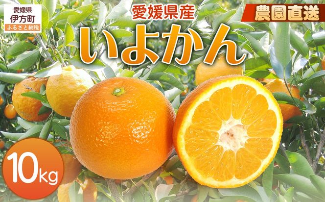 【栽培期間中農薬不使用】【先行受付】【数量限定】農園直送！愛媛県産 いよかん 10kg （2026年1月上旬頃より順次発送） IKTG016