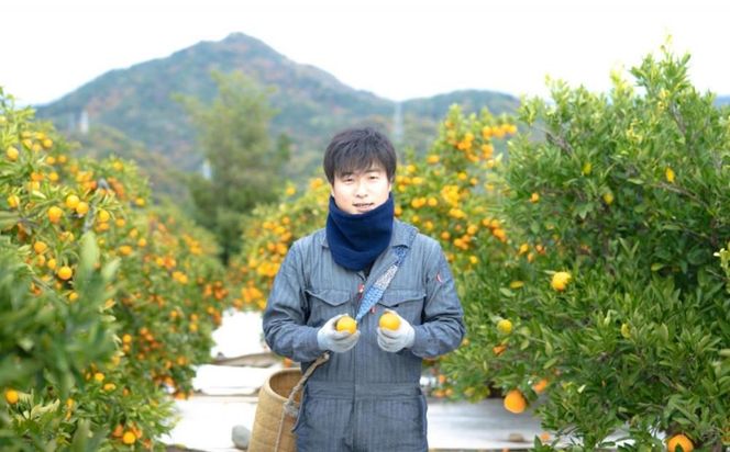 年内発送 完熟早生 有田みかん 化粧小箱 特秀 S サイズ 24玉または28玉入 和歌山 南泰園 みかん 	BS637