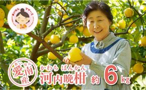 数量限定 先行予約 河内晩柑 6kg 10000円 みかん かわちばんかん mikan 蜜柑 ミカン 愛南ゴールド あいなん ゴールド 文旦 派生 和製 グレープフルーツ 産地直送 国産 農家直送 期間限定 特産品 ゼリー ジュース アイス 等に 人気 限定 甘い さわやか フルーツ 果物 柑橘 蜜柑 あいなんマザーズ 愛南町 愛媛県