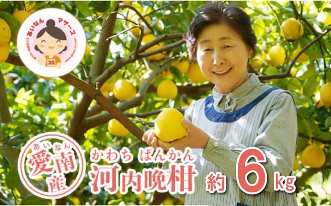 数量限定 先行予約 河内晩柑 6kg 10000円 みかん かわちばんかん mikan 蜜柑 ミカン 愛南ゴールド あいなん ゴールド 文旦 派生 和製 グレープフルーツ 産地直送 国産 農家直送 期間限定 特産品 ゼリー ジュース アイス 等に 人気 限定 甘い さわやか フルーツ 果物 柑橘 蜜柑 あいなんマザーズ 愛南町 愛媛県