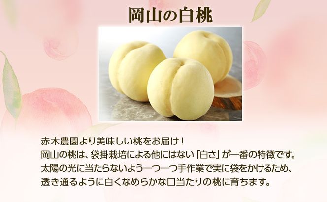 桃 2026年 先行予約 贈答用 岡山の白桃 約900g 3玉 白桃 もも モモ フルーツ 果物 国産 赤木農園