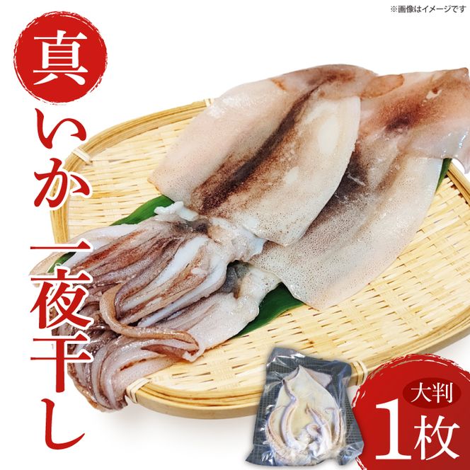 真いか一夜干　(大判１枚)|イカ 真イカ 海鮮 魚介 海の幸 真空 茨城県 北茨城市（BH007）