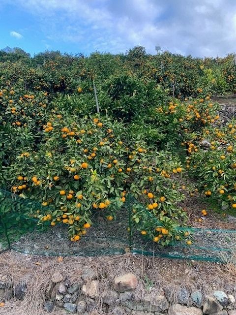 ゆら早生みかん 赤秀品 Мサイズ 5kg CC24