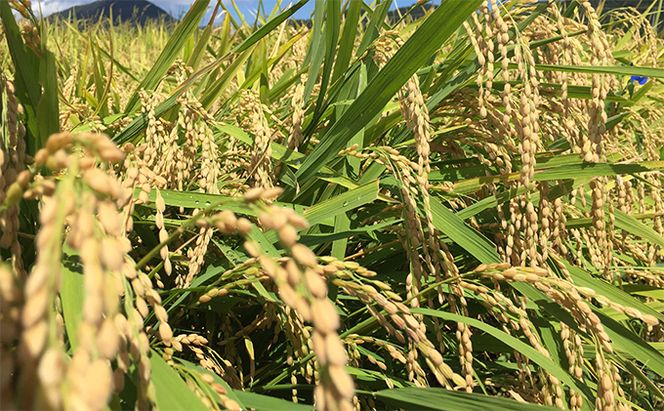 【10月お届け】令和8年産 若狭町ツキアカリ玄米20kg 米 お米 つきあかり 福井県