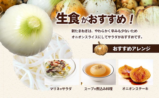 香川県産　新たまねぎ　約10kg