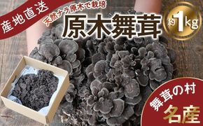 【2025年発送分先行予約】丹波山村産 原木舞茸 約1kg 2025年秋頃より順次発送予定 / 丹波山名産 希少 無農薬 無添加 舞茸 まいたけ マイタケ 原木栽培 きのこ キノコ 産地直送