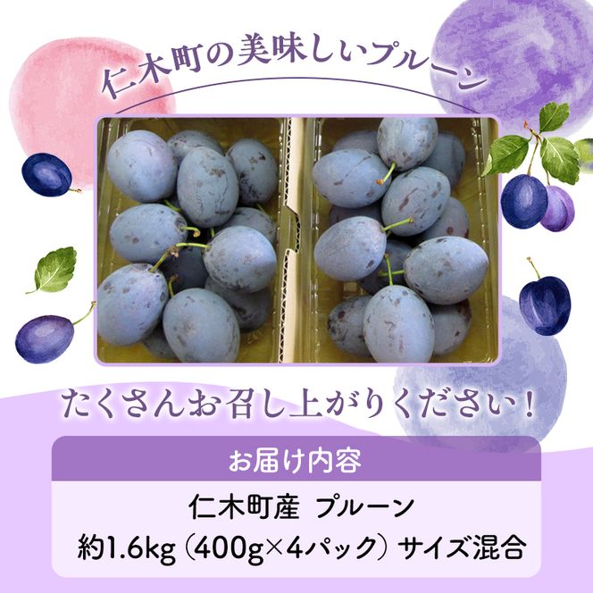 [先行受付] 北海道仁木町産 プルーン 1.6kg（品種：サンプルーン） 厳選品 果物詰合せ フルーツ 果物 くだもの[松山商店]