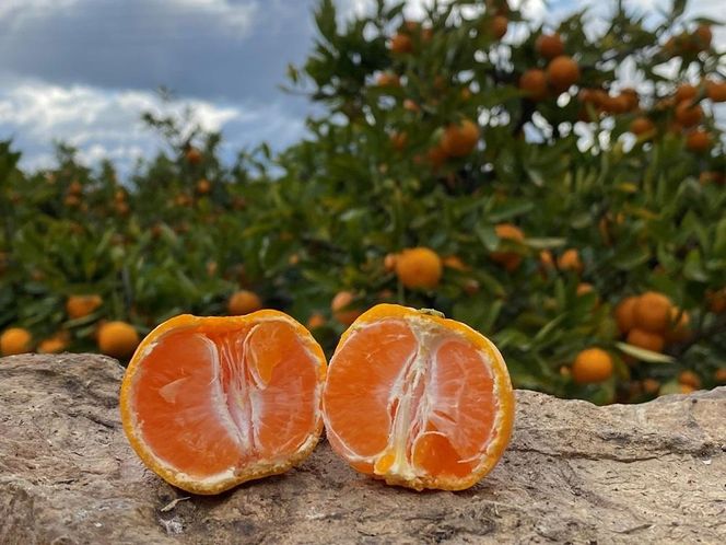 年内発送 完熟早生 有田みかん 小玉ちゃん 等級混合 2.2 kg 和歌山 南泰園 みかん BS654