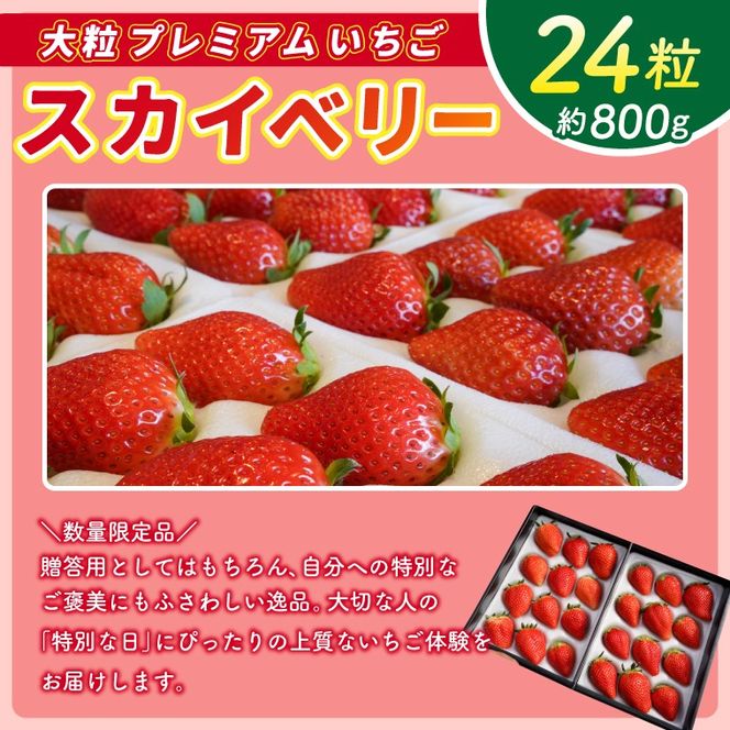 【2026年1月発送開始】【先行予約】【数量限定】大粒プレミアムいちご スカイベリー 24粒 (約800g) | 栃木県 ふるさと納税 高級いちご 贈答用 イチゴ 苺 果物 フルーツ スカイベリー 熟成 大粒いちご こだわり (DS002)