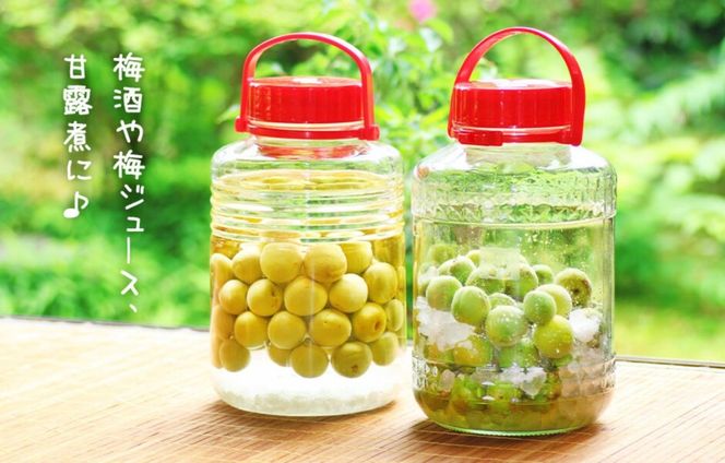 ［2026年6月上旬出荷］ 青梅 南高梅 約1kg 秀品 LまたはMサイズ 和歌山県産 A品 梅酒作り用 梅ジュース作り用 AX395