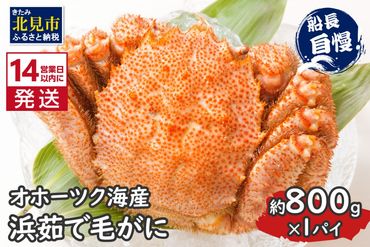 《14営業日以内に発送》オホーツク海産 浜茹で毛がに 約800g×1パイ 冷凍 ( かに カニ 毛ガニ 魚介類 蟹 )【114-0032-2024】