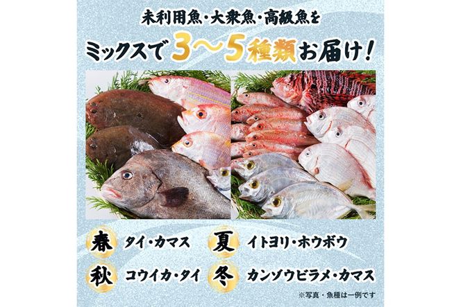 【北海道・離島配送不可】漁師直送！朝獲れ 季節の 鮮魚 詰め合わせ (並) (合計2kg以上・3～5種) 下処理済み 大衆魚 高級魚 未利用魚 冷蔵 BOX ボックス イカ 鯛 海鮮 魚介 食べ比べ 詰合せ 宮崎県産 【O-10】【門川漁業協同組合】