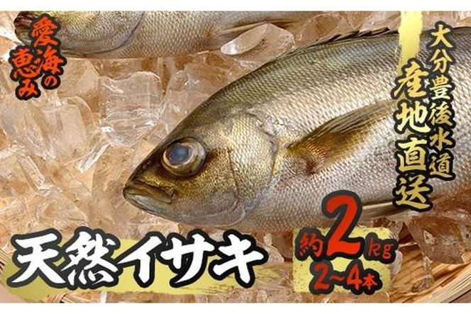 天然 イサキ (約2kg・計2-4本) 直送 産直 漁師 魚 鮮魚 天然 イサキ 鶏魚 白身魚 獲れたて 刺身 煮つけ 塩焼き 冷蔵 豊後水道 大分県 佐伯市 愛海の恵み【CS07】【 (有)丸昌水産】
