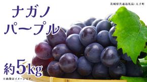 ナガノパープル 約5kg (7～9房)【2026年9月上旬発送開始】(茨城県共通返礼品：大子町) ぶどう 葡萄 ブドウ 果物 フルーツ 果実        