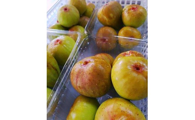 蟹江町特産白いちじく大福 和菓子 朝採り 自家製 白のこしあん 柔らかい 餅生地 急速冷凍 