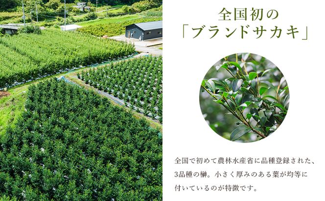 本榊 ２束（6～10本）本榊 榊 ほんさかき さかき サカキ 神棚 神事 お供え ブランドサカキ 和一 光富 盛福 30cm程度 小束 3品種 厳選 国産 ht-0001