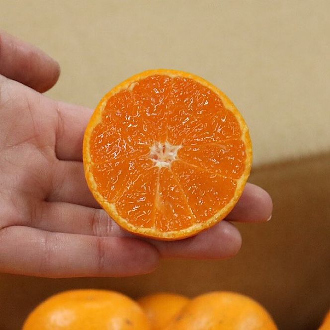 【搾りたて発送】和歌山産　有田みかん100%ジュース 720ml×12本 無添加ストレート
※着日指定不可
※北海道・沖縄・離島への配送不可