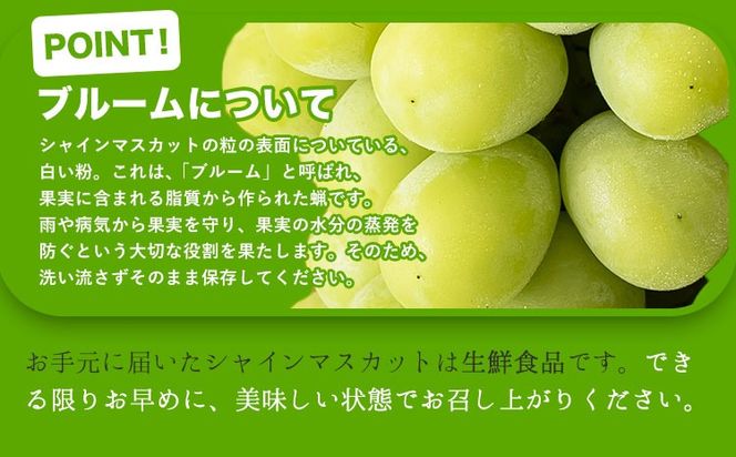 岡山県産 秀品シャインマスカット 約600g or 約1.2kg 1房 2房 葡萄 果物 秀品 厳選出荷 スイーツ フルーツ デザート 岡山県 笠岡市《9月上旬-11月上旬頃出荷》数量限定 種なしぶどう---kasaoka_zsy_34_06---