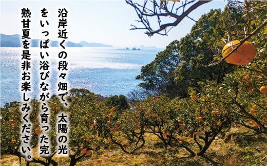 数量限定 先行予約 訳あり 木成り 完熟 甘夏 10kg 7000円 樹齢 50年 みかん あまなつ 夏みかん グレープフルーツ だいだい 家庭用 事前 予約 受付 産地直送 国産 農家直送 糖度 果樹園 期間限定 特産品 ゼリー マーマレード ピール ジュース デザート 等に 人気 甘い おいしい フルーツ 果物 柑橘 蜜柑 規格外 減農薬 あいなん総合ファクトリー 愛南町 愛媛県