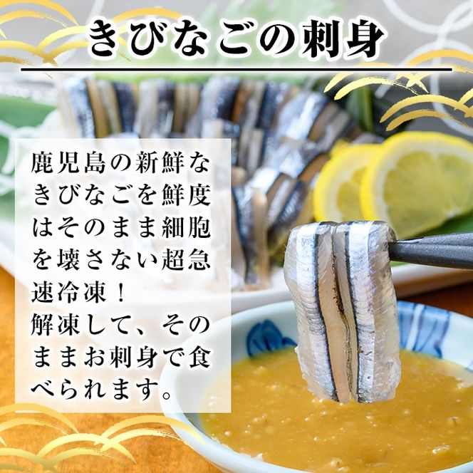 a1041 捕れたてキビナゴのお刺身(15尾入り×4P)【海鮮七海】姶良市 国産 きびなご キビナゴ 刺身 さしみ 刺し身 冷凍