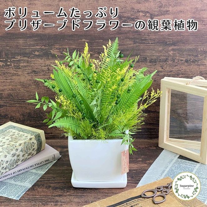 yʌtszvU[uht[@V[k@ts@VK[pC(AJ262)