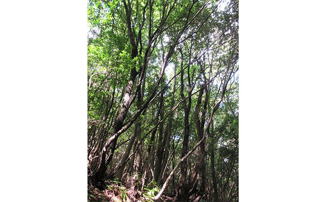 森のちから　五名の炭（黒炭　ウバメガシ）6kg(配送不可:北海道・沖縄県・離島地域) 雑貨 日用品 