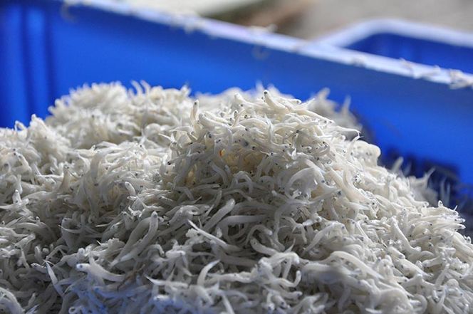 ふるさと特鮮釜揚げしらす 450g【紙箱】｜しらす 魚 鮮魚 減塩 採れたて 国産 お米 ご飯 ごはん  丼 ※北海道・沖縄・離島へのお届け不可 ※年末年始のお届け不可