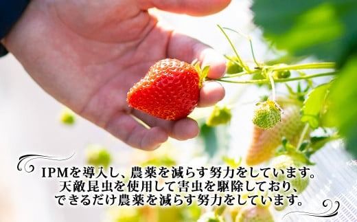  【訳あり】 完熟あまおう 2パック 約275g×2パック 合計約550g 【2026年2月上旬～3月上旬までに出荷予定】いちご 苺 訳あり 家庭用 果物 フルーツ
