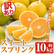 ＜先行予約受付中！2026年12月中旬以降順次発送予定＞訳ありスイートスプリング(約10kg) 鹿児島県 阿久根市 フルーツ 果物 デザート 柑橘 甘味 果肉 果汁【松永青果】akn053-11