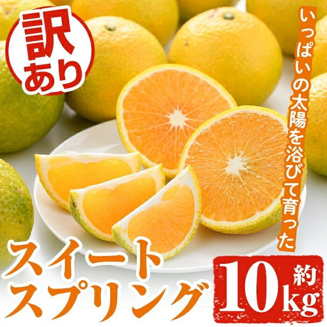 ＜先行予約受付中！2026年12月中旬以降順次発送予定＞訳ありスイートスプリング(約10kg) 鹿児島県 阿久根市 フルーツ 果物 デザート 柑橘 甘味 果肉 果汁【松永青果】akn053-11