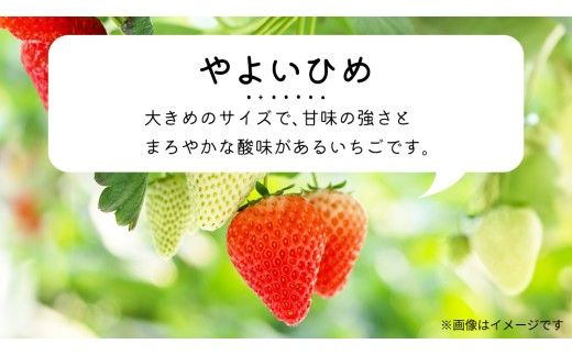 【 先行予約 】 【 定期コース 】 厳選 いちご 2パック 【 毎月 第1木曜に全3回発送 初回発送 2027年1月7日 】  （常陸太田市 共通返礼品 ) 約260g×2パック いばらキッス ひたち姫 やよいひめ から 厳選して お届け 定期便 いちご 数量限定 果物 くだもの フルーツ 苺 イチゴ 数量限定