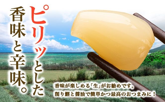 ≪2026年2月下旬～5月下旬発送≫採れたて島らっきょう 500g 【 沖縄県 石垣市 野菜 らっきょう 島らっきょう おつまみ 採れたて 料理 漬物 天ぷら おかぴ農園 産地直送 】OK-004