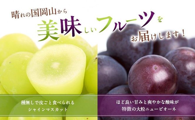 ぶどう 2026年 先行予約 シャインマスカット ＆ ニューピオーネ 各1房 約1.2kg ブドウ 葡萄 岡山県産 国産 フルーツ 果物 直送！せとうちバスケット
