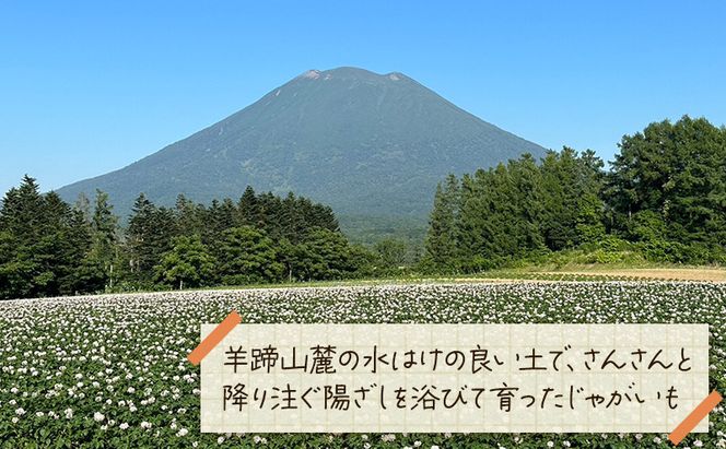 北海道 倶知安 じゃがいも とうや 5kg リストファーム サイズ 混合 馬鈴薯 芋 ポテト イモ 産地直送 野菜