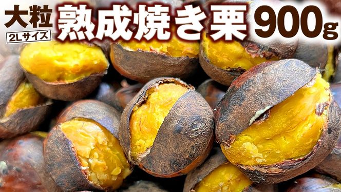 【 谷口農場 】 大粒 熟成 焼き栗 900g ( 2Lサイズ ) 300g × 3袋 完熟 栗 くり クリ 栗ごはん 果物 フルーツ 数量限定 [EC003ci]