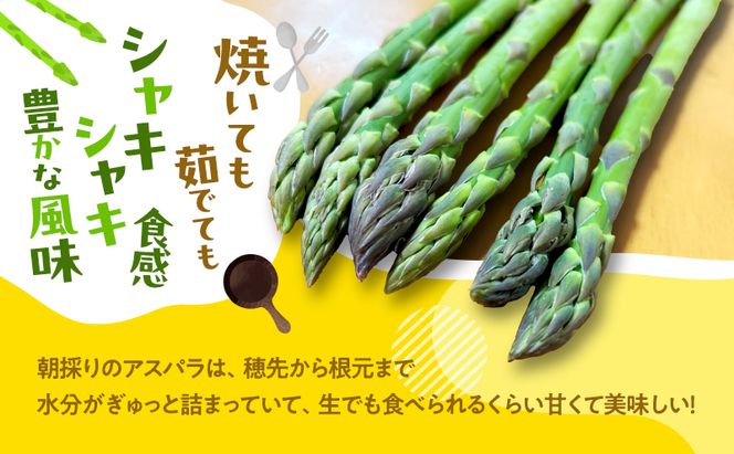 【2027年発送】ふらの産 採れたて グリーンアスパラ(M～Lサイズ混合)約1.5kg [清水農園] アスパラ アスパラガス 野菜 新鮮 甘い 北海道 富良野