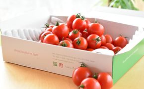 細野ファームの中玉トマト　フルティカ（1.5kg） 野菜 とまと 