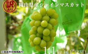 訳あり シャインマスカット 2房 合計1.1kg以上 産地直送 朝採れ ぶどう 葡萄 シャイン マスカット 岡山 Kawahara Green Farm 岡山県産 2026年 