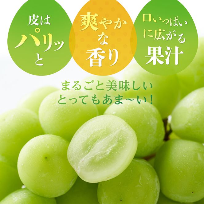 2026年 早期受付 ぶどう シャインマスカット約2kg（3～5房） 岡山県高梁市産 岩原農園 葡萄 ブドウ