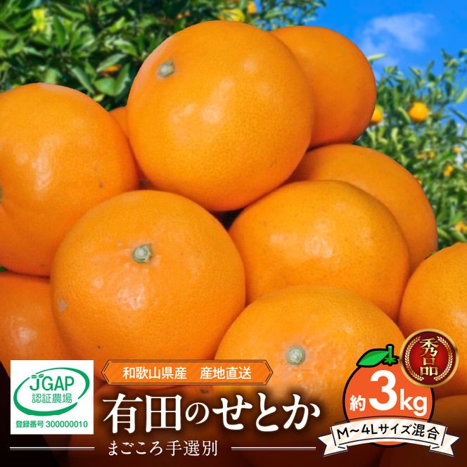 【2027年先行予約】【まごころ手選別】　せとか　約3kg　秀品_ZE6499