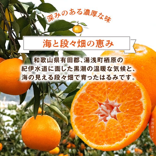 DZ6109_【2027年先行予約】秀品 はるみ 和歌山 有田 S～2Lサイズ 大きさお任せ 約3kg