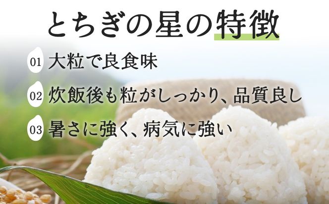 栃木県鹿沼市産 とちぎの星 無洗米 令和7年産 2kg | 水稲うるち精米 単一原料米 お米 特A 大粒 甘さ ※沖縄・離島への配送不可